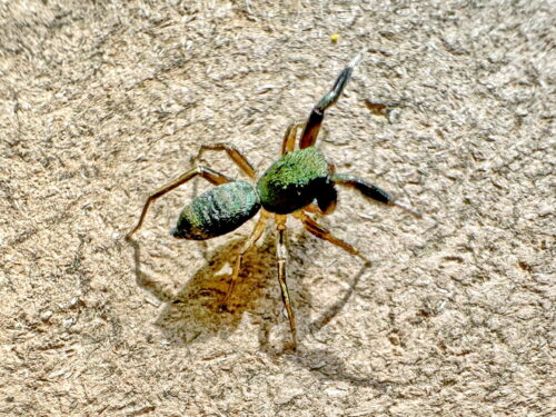 アオオビハエトリ♂