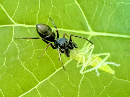 アリグモ♀