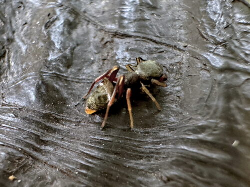 アリグモ♀
