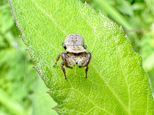 カラスハエトリ♀