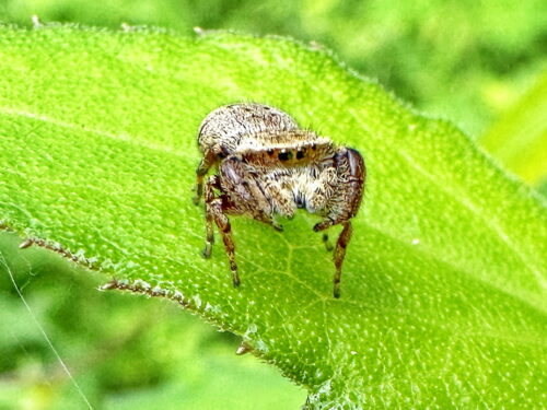 カラスハエトリ♀