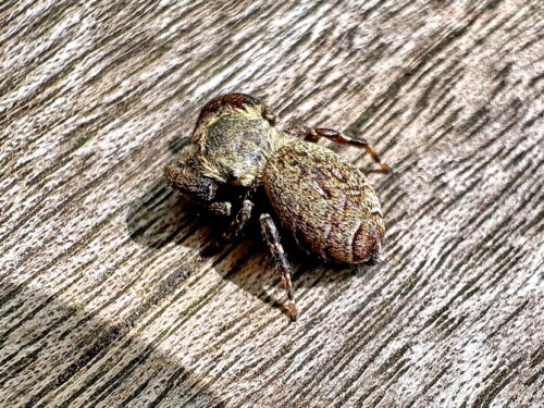 カラスハエトリ♀