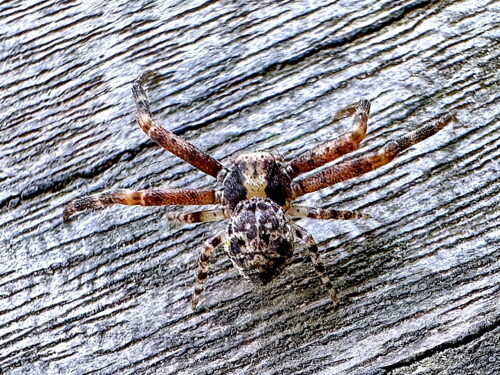 クマダハナグモ♂