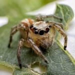 デーニッツハエトリ♀
