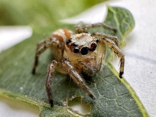 デーニッツハエトリ♀