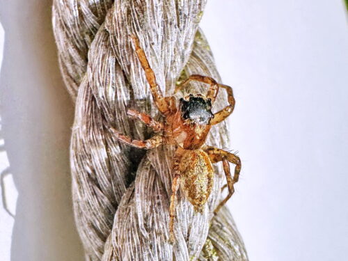 デーニッツハエトリ♂