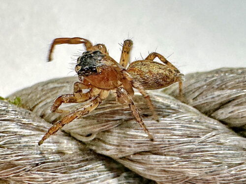 デーニッツハエトリ♂