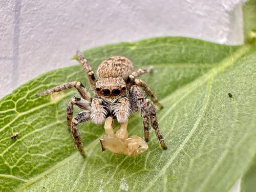 ネコハエトリ♀