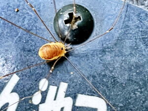 モエギザトウムシ