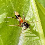 ヤガタアリグモ♀