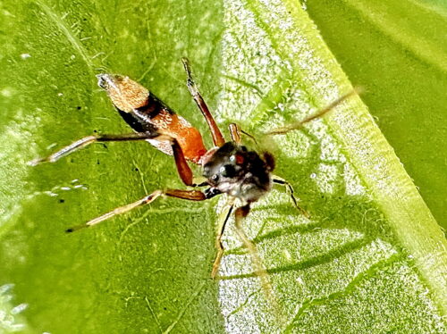ヤガタアリグモ♀