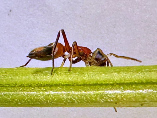 ヤガタアリグモ♀