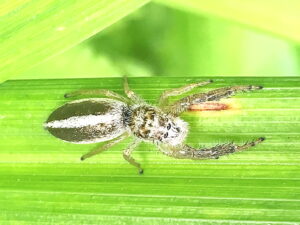 ヤハズハエトリ♀