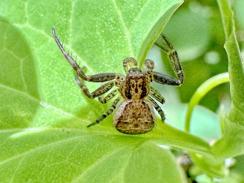 ヤミイロカニグモ♀