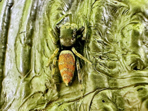 ヨダンハエトリ♀