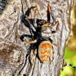 ヨダンハエトリ♀