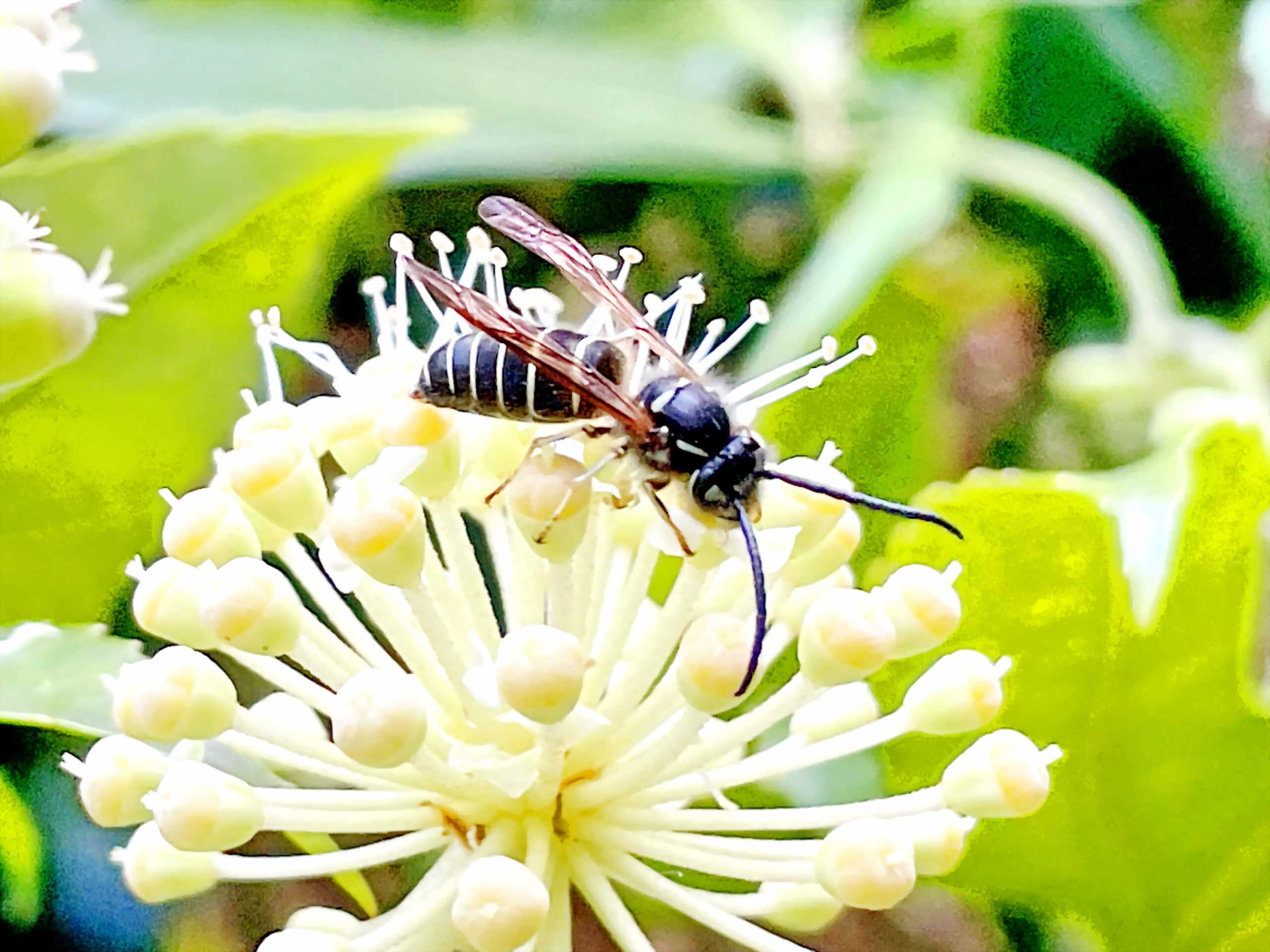 スズメバチ科 クロスズメバチ 奥行き１ｍの果樹園