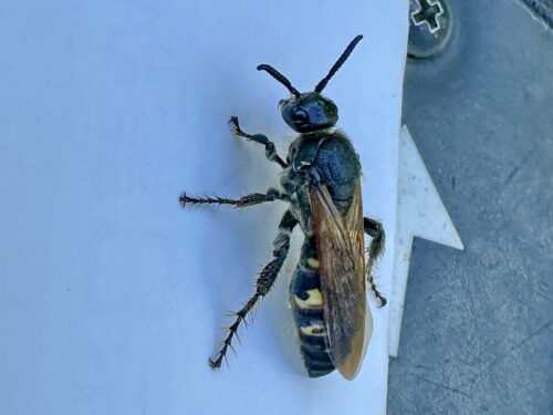 コモンツチバチ♀