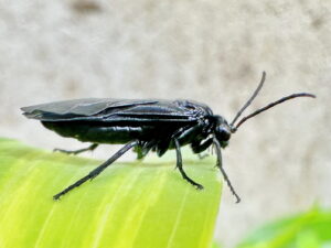 ヒゲナガクロハバチ
