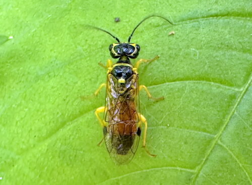 ワモンヒラタハバチ♀