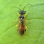 ワモンヒラタハバチ♀