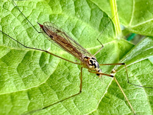 キイロホソガガンボの仲間