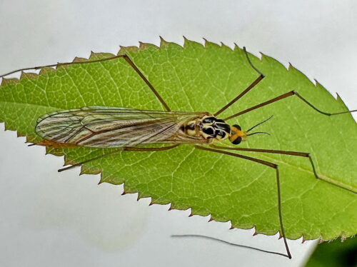 キイロホソガガンボの仲間