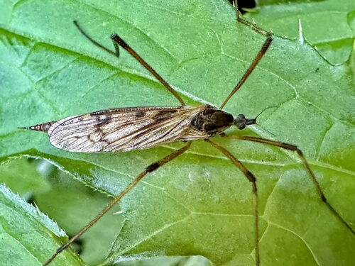 キバラガガンボ♀