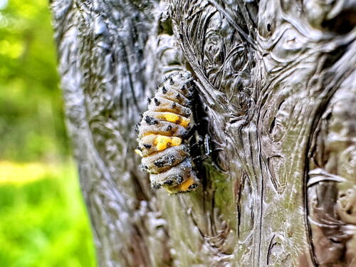 ナナホシテントウ前蛹