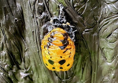 ナナホシテントウ蛹