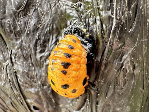 ナナホシテントウ蛹