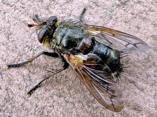 ビロウドハリバエ