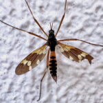 ホリカワクシヒゲガガンボ♀