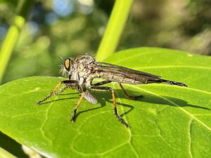 マガリケムシヒキ♀