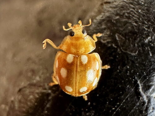 ムーアシロホシテントウ