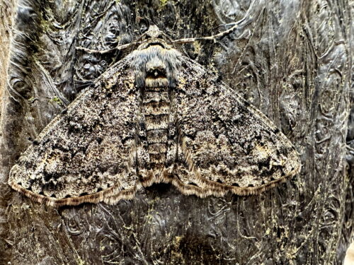 シロテンエダシャク♂