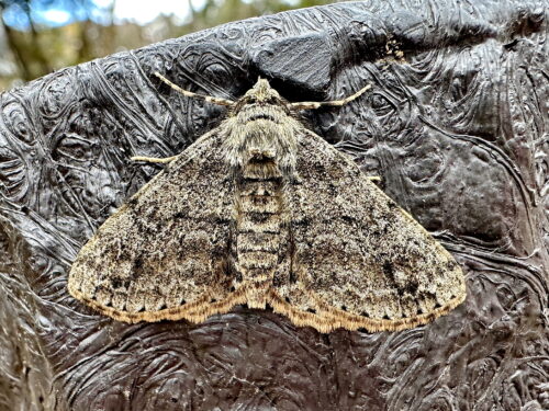 シロテンエダシャク♂