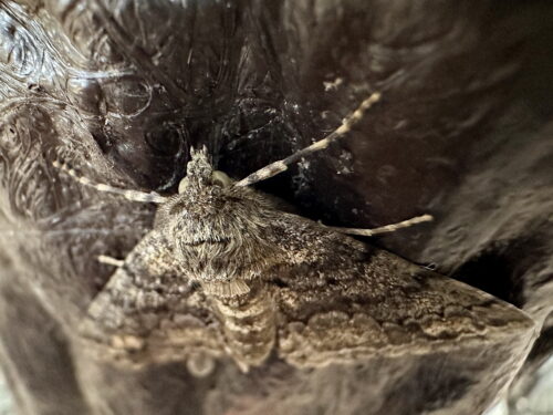 シロテンエダシャク