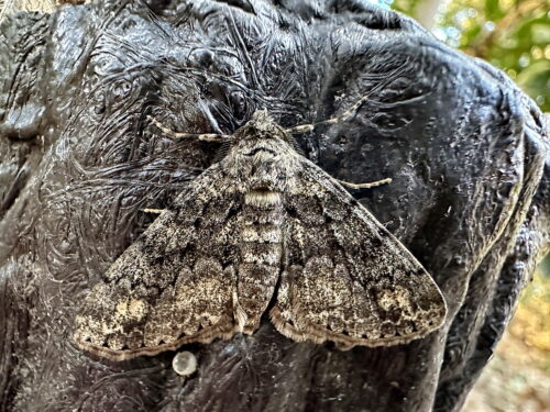 シロテンエダシャク