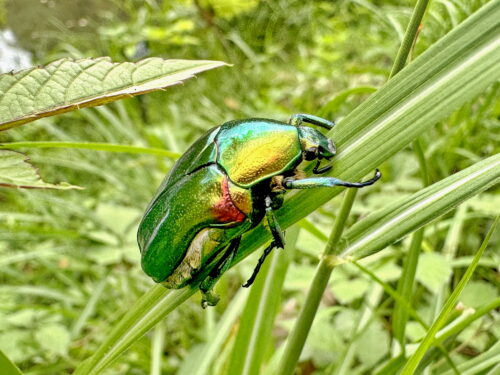 リュウキュウツヤハナムグリ