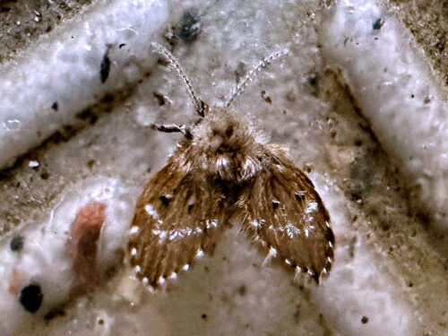 オオチョウバエ