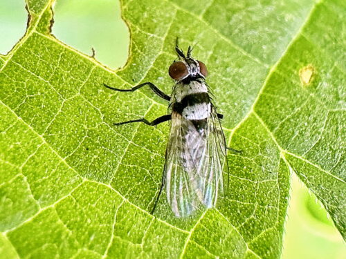 クロオビハナバエ♀