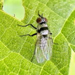 クロオビハナバエ♀