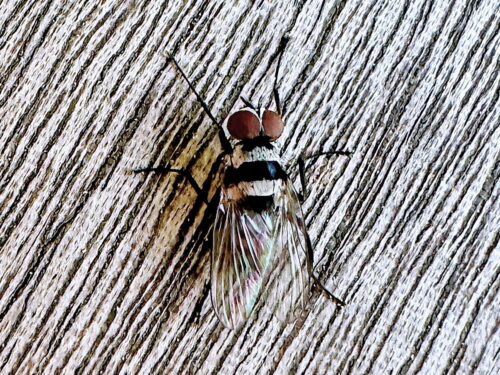 クロオビハナバエ