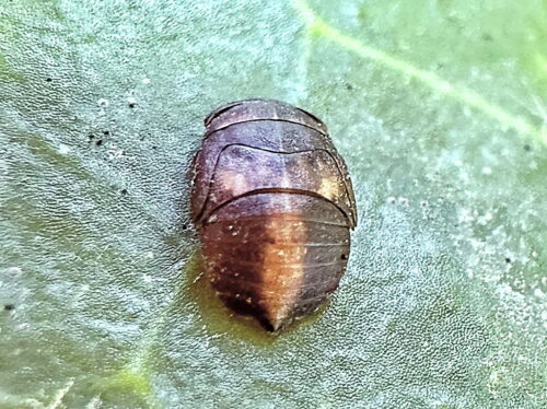 クロヒラタヨコバイ幼虫