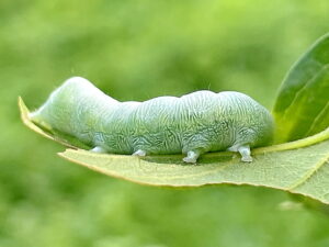チャイロキリガの幼虫