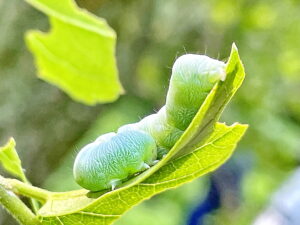チャイロキリガの幼虫