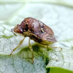 ミヤマカメムシの一種