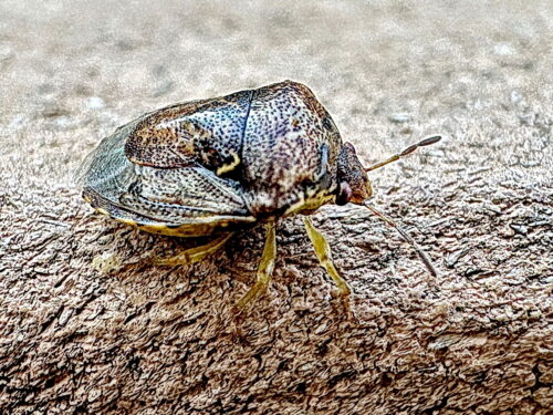 ミヤマカメムシの一種