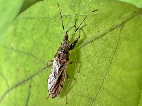 クロスジヒゲナガカメムシ♀